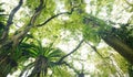 Borneo tropical rainforest BirdÃ¢â¬â¢s nest ferns & trees